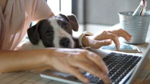 A dog sitting on the lap of a woman while she works on her laptop