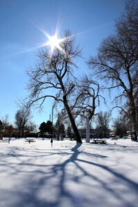 Winter sun through trees