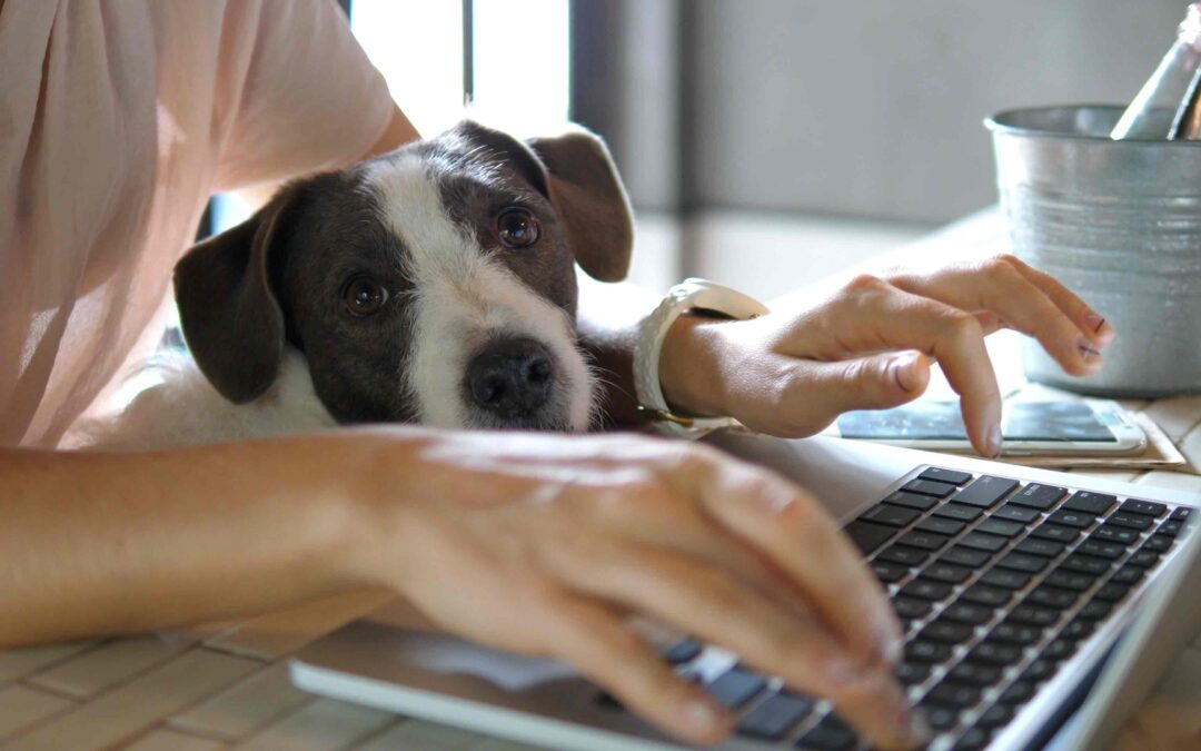 A dog sitting on the lap of a woman while she works on her laptop