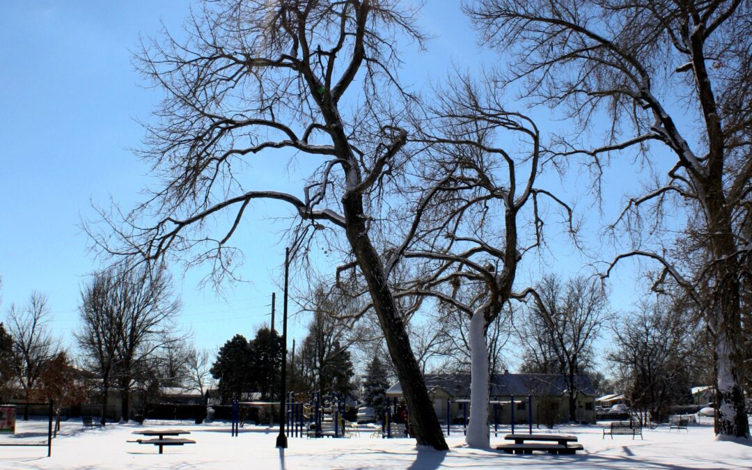 Tree during winter